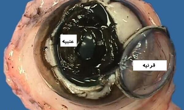 عکس عدسی چشم گاو