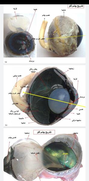 عکس عدسی چشم گاو