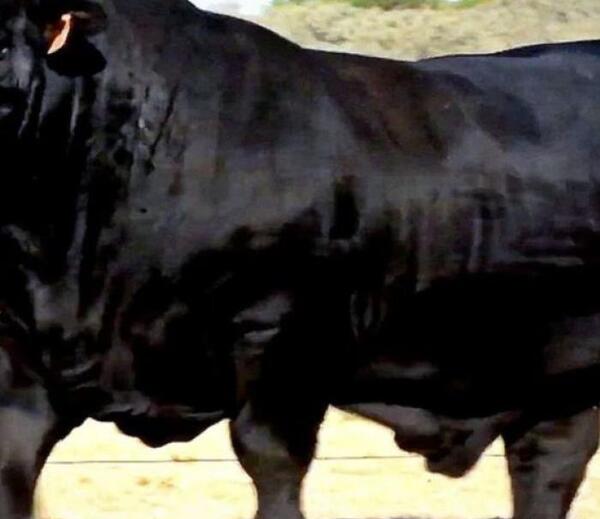 عکس بازیکن گاو