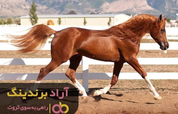 عکس کره اسب یک روزه