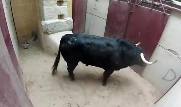 عکس گاو وحشی ایرانی