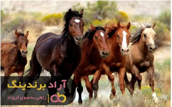 عکس اسب ترکمن یموت