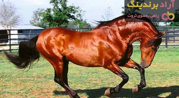 عکس اسب ترکمن یموت