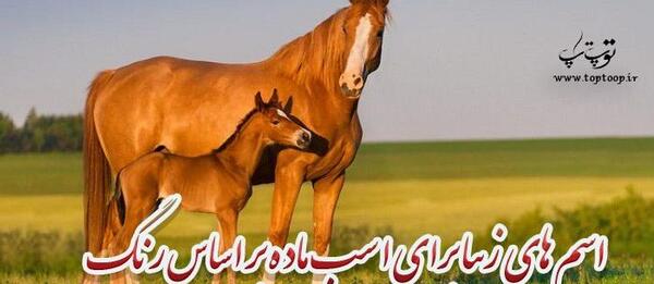 عکس کره اسب عرب