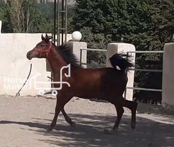 عکس کره اسب عرب