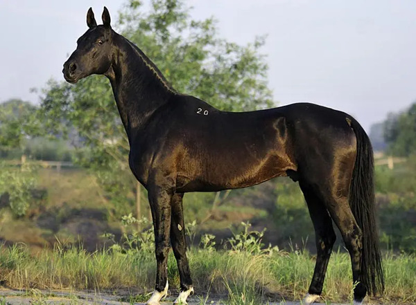 عکس اسب خیلی ناز