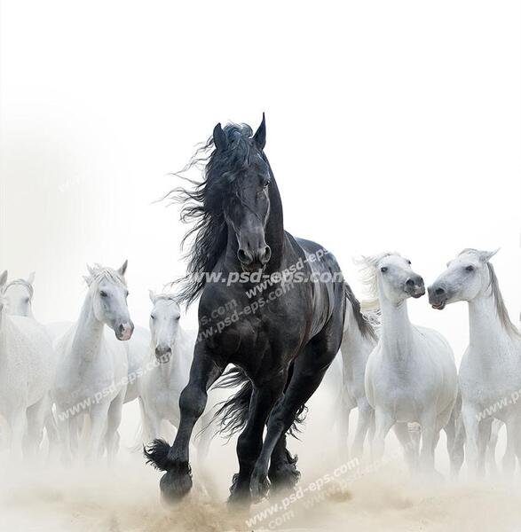 عکس کره اسب سیاه