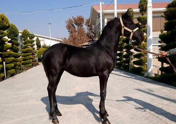 عکس کره اسب سیاه