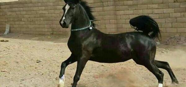 عکس اسب عرب مصری سفید