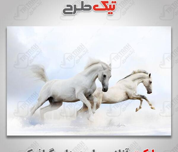 عکس اسب صحرایی