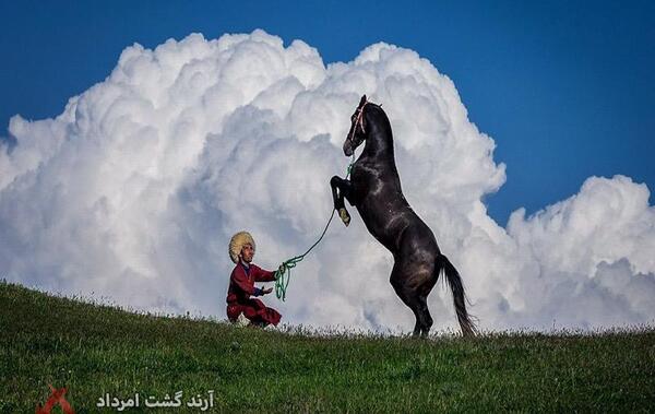 عکس اسب ترکمن صحرا