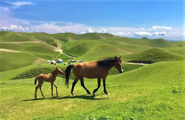عکس اسب ترکمن صحرا