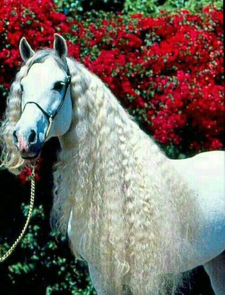 عکس اسب سبز واقعی