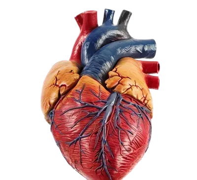 عکس قلب انسان عاشقانه