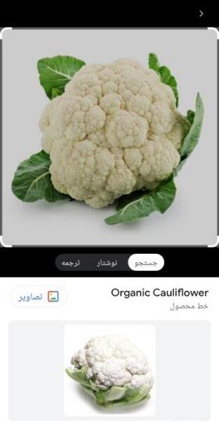 عکس کلم بروکلی بدون پس زمینه