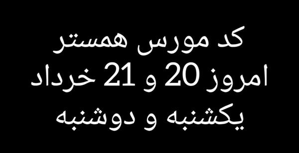 عکس مورس همستر امروز