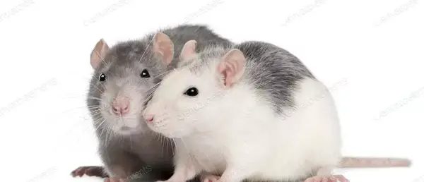 عکس موش همستر سفید