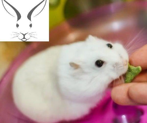 عکس همستر با قیمت