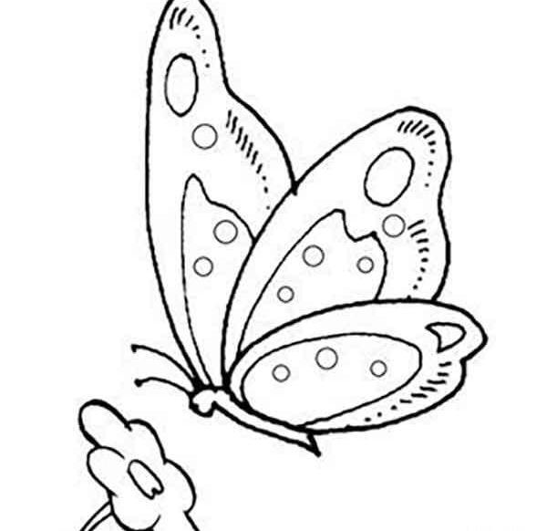 عکس نقاشی کودکانه پروانه رنگی