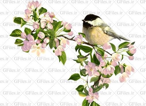 عکس نقاشی کودکانه پرنده چرخ ریسک