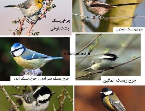 عکس نقاشی کودکانه پرنده چرخ ریسک