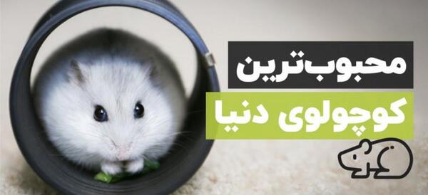 عکس حیوانات همستر
