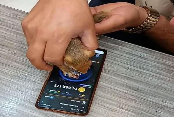 عکس از صفحه همستر