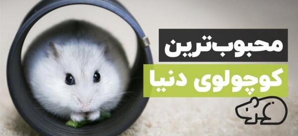 عکس همستر گوگولی با لباس