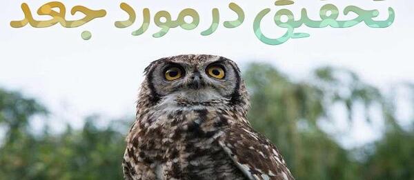 عکس نقاشی کودکانه جغد و خفاش