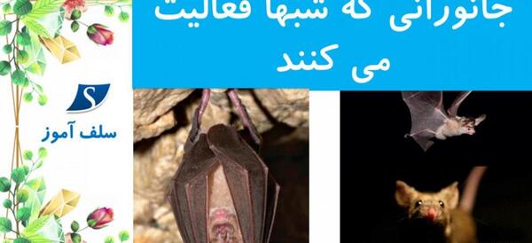 عکس نقاشی کودکانه حیوانات شب بیدار