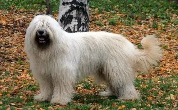 عکس سگ ارتش روسیه