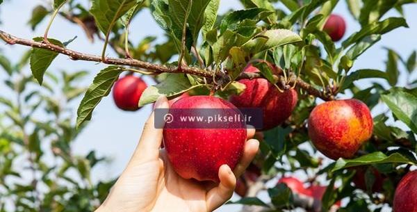 عکس نقاشی کودکانه درخت سیب
