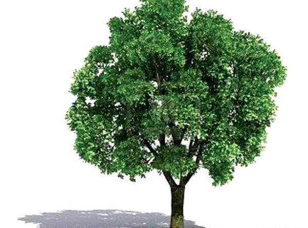 عکس نقاشی کودکانه درخت گردو