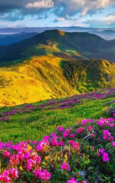 عکس تصویر زمینه موبایل باکلاس طبیعت
