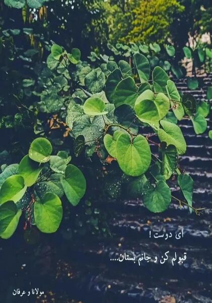 عکس نوشته ای دوست قبولم کن و جانم بستان