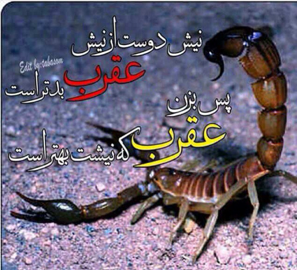 عکس نوشته نیش دوست از نیش عقرب بدتر است