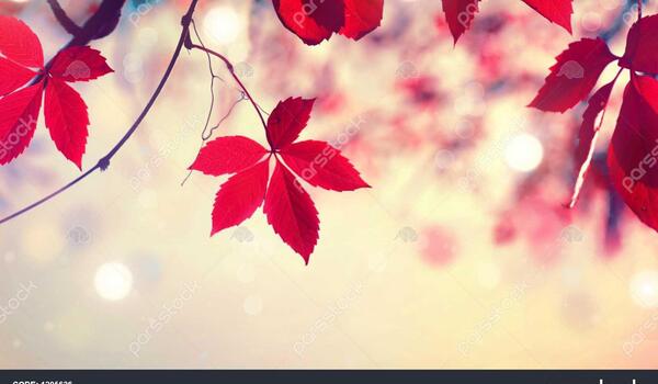 عکس تصویر زمینه پاییزی زیبا