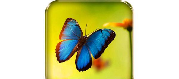 عکس تصویر زمینه پروانه متحرک
