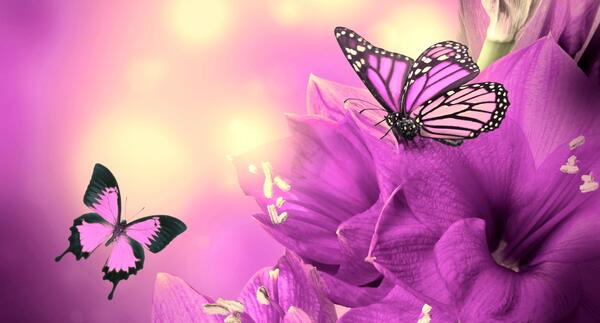 عکس تصویر زمینه پروانه و گل