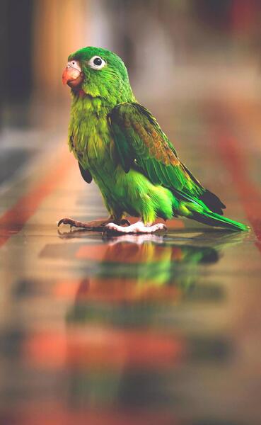 عکس تصویر زمینه حیوانات خانگی