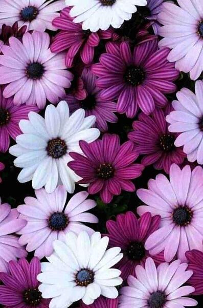 عکس تصویر زمینه روشن برای گوشی