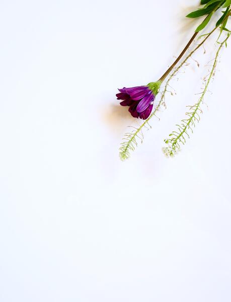 عکس تصویر زمینه روشن گل