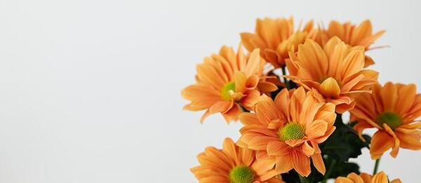 عکس تصویر زمینه روشن گل