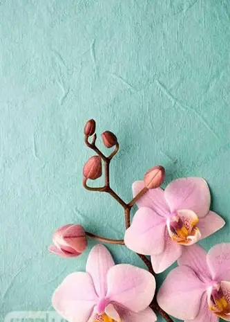 عکس تصویر زمینه گل زیبا و شیک