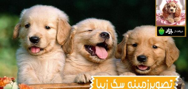 عکس تصویر زمینه سگ ژرمن