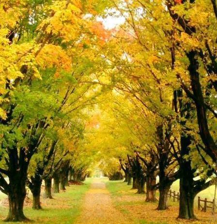 عکس تصویر زمینه شیائومی طبیعت