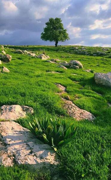 عکس تصویر زمینه شاد طبیعت