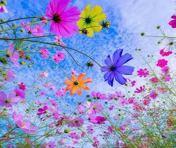 عکس تصویر زمینه شاد گل