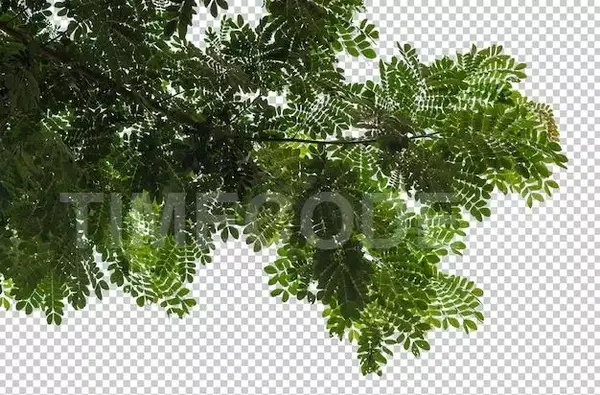 عکس تصویر زمینه شاخه درخت