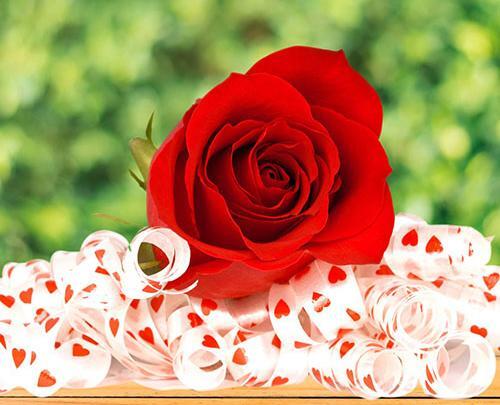 عکس گل مذهبی برای پروفایل